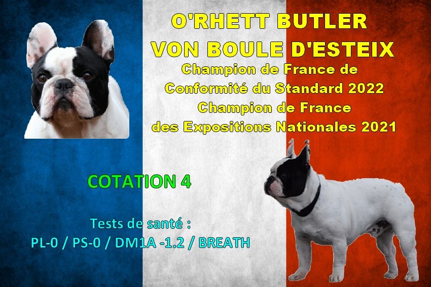 CH. O,rhett butler Von Boule D'esteix