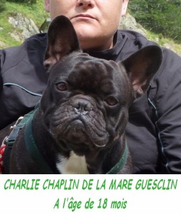 CH. Charlie chaplin de la mare guesclin