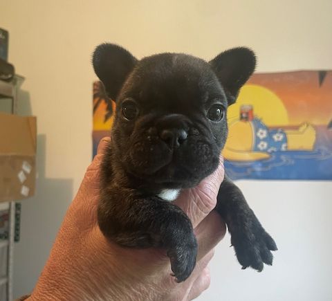 de la mare guesclin - Chiot disponible  - Bouledogue français