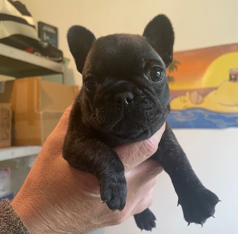 de la mare guesclin - Chiot disponible  - Bouledogue français