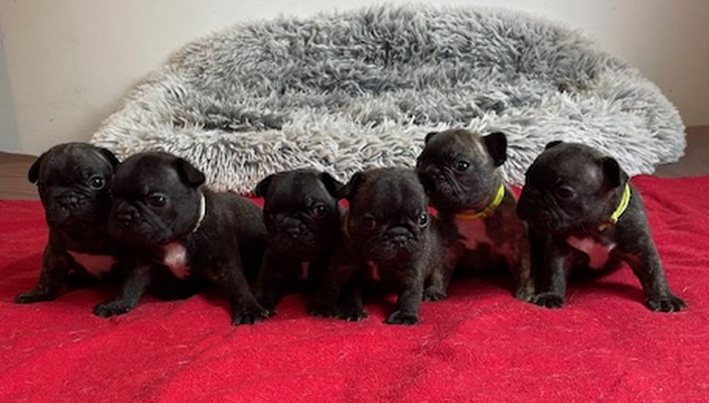 chiot Bouledogue français de la mare guesclin