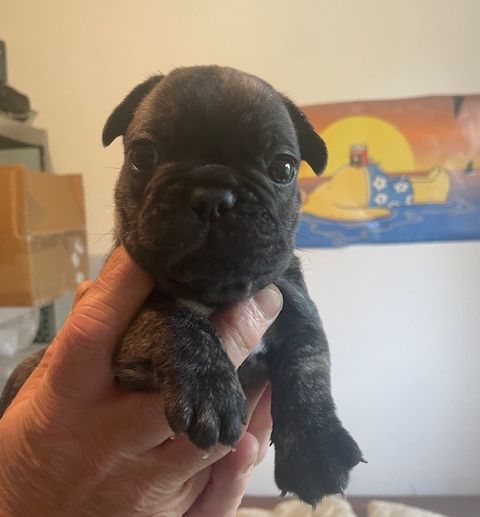 de la mare guesclin - Chiot disponible  - Bouledogue français