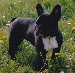 Sissi de la mare guesclin