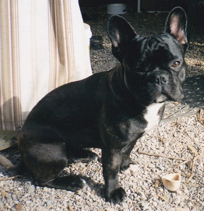 Romulus de la mare guesclin