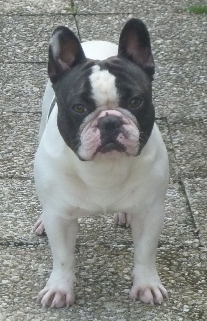 Merlin l'enchanteur de la mare guesclin